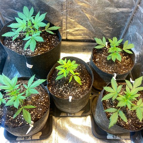 Strawberry Pie 2 growlog timeline photo