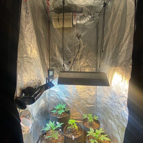 Strawberry Pie 2 growlog timeline photo