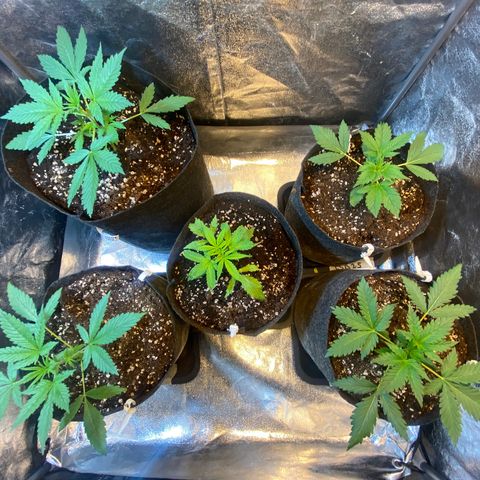 Strawberry Pie 2 growlog timeline photo