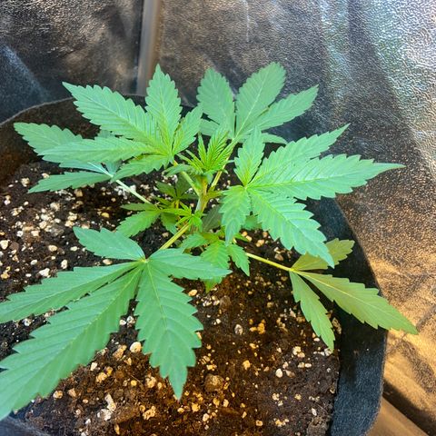 Strawberry Pie 2 growlog timeline photo