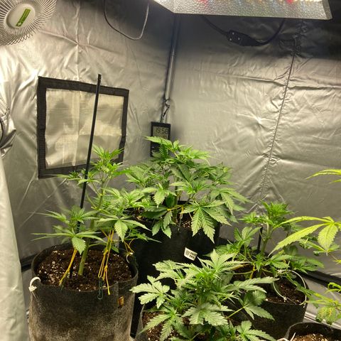 Strawberry Pie 2 growlog timeline photo