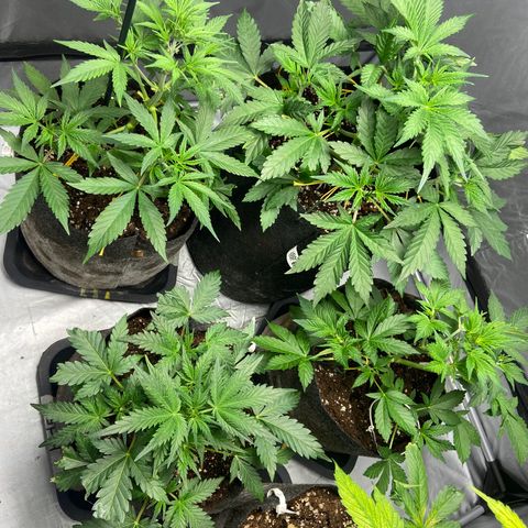 Strawberry Pie 2 growlog timeline photo