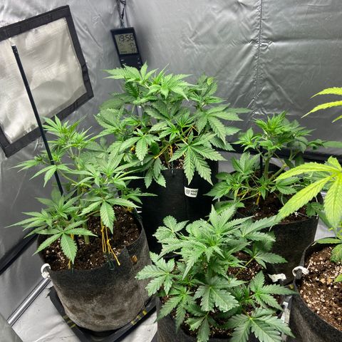 Strawberry Pie 2 growlog timeline photo