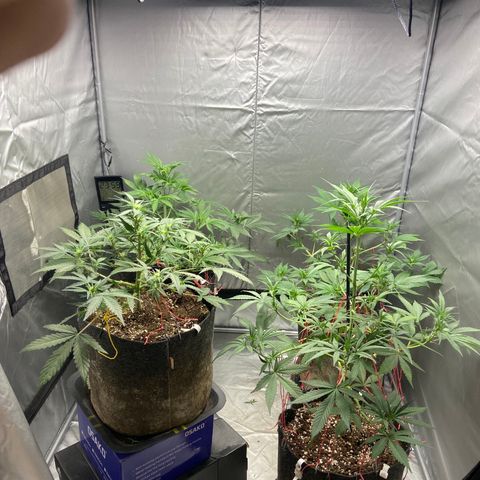 Strawberry Pie 2 growlog timeline photo