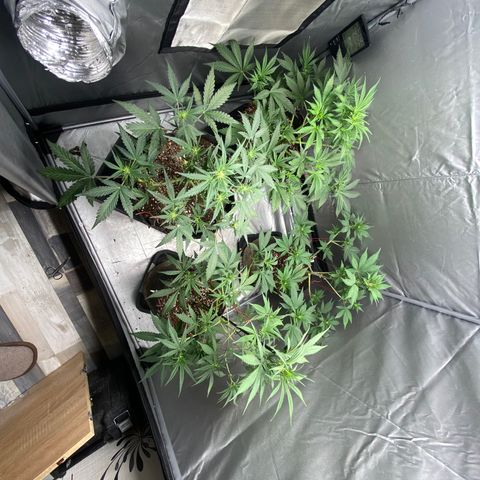 Strawberry Pie 2 growlog timeline photo