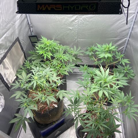 Strawberry Pie 2 growlog timeline photo