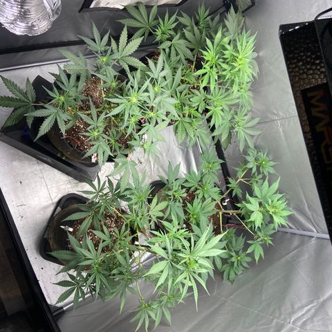 Strawberry Pie 2 growlog timeline photo