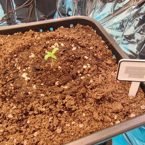 Sweet ZZ growlog timeline photo