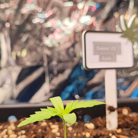 Sweet ZZ growlog photo: 4 Tage
