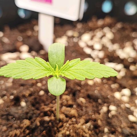 Purple Punch Auto  growlog photo: 4 Tage 