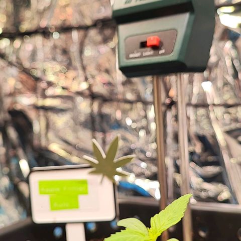 Apple Fritter growlog photo: 4 Tage 