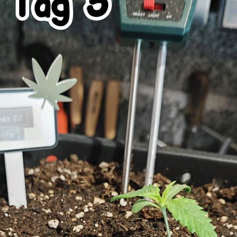 Sweet ZZ growlog timeline photo