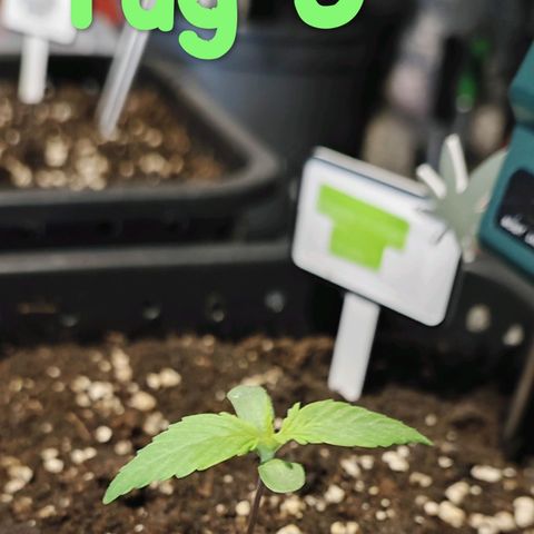Apple Fritter growlog timeline photo