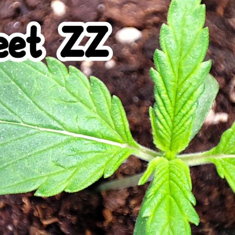 Sweet ZZ growlog timeline photo