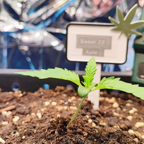 Sweet ZZ growlog timeline photo
