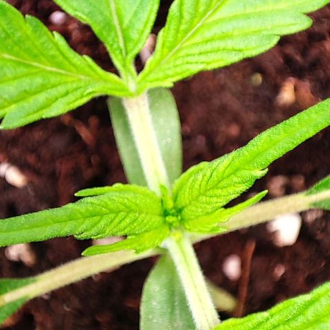 Sweet ZZ growlog timeline photo