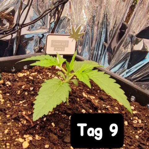 Sweet ZZ growlog timeline photo