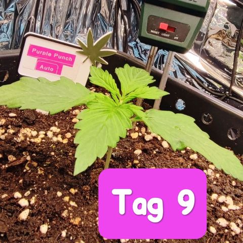 Purple Punch Auto  growlog timeline photo