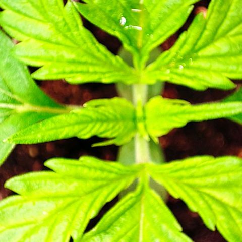 Purple Punch Auto  growlog timeline photo
