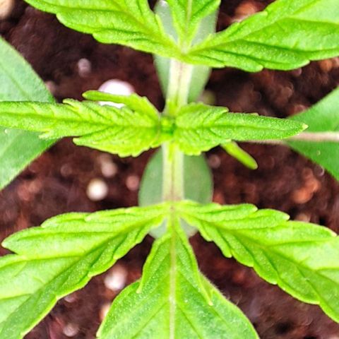 Apple Fritter growlog timeline photo