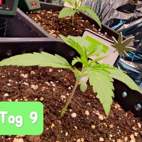 Apple Fritter growlog timeline photo