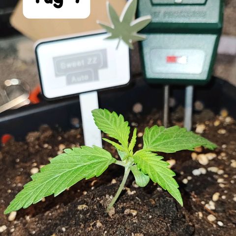 Sweet ZZ growlog timeline photo