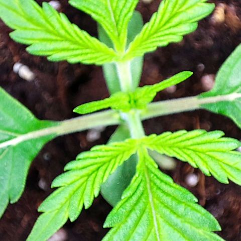 Sweet ZZ growlog timeline photo