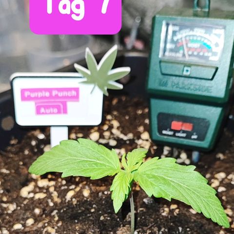 Purple Punch Auto  growlog timeline photo