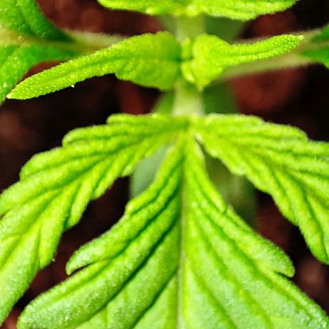 Purple Punch Auto  growlog timeline photo