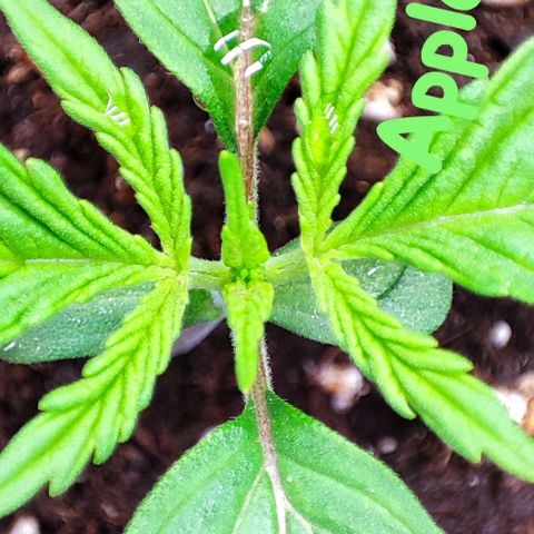 Apple Fritter growlog timeline photo
