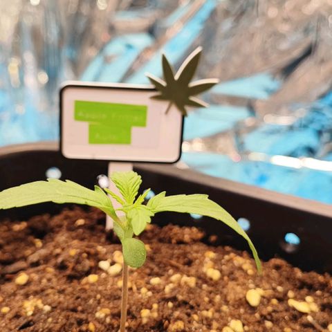 Apple Fritter growlog timeline photo