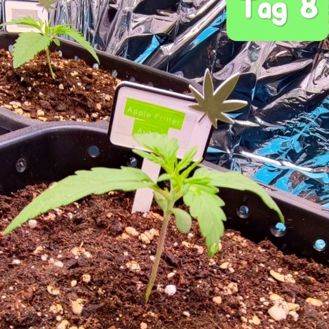 Apple Fritter growlog timeline photo