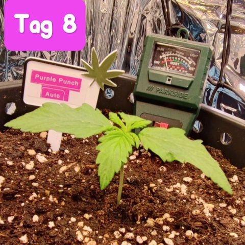 Purple Punch Auto  growlog timeline photo