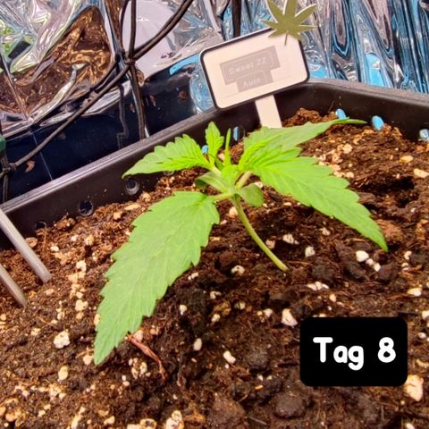 Sweet ZZ growlog timeline photo