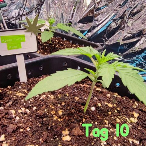 Apple Fritter growlog timeline photo