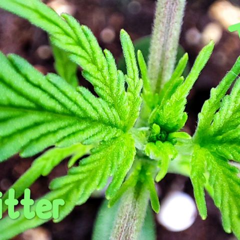 Apple Fritter growlog timeline photo