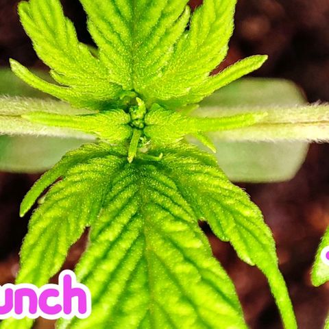 Purple Punch Auto  growlog timeline photo