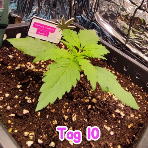 Purple Punch Auto  growlog timeline photo