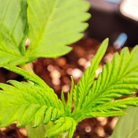 Sweet ZZ growlog timeline photo