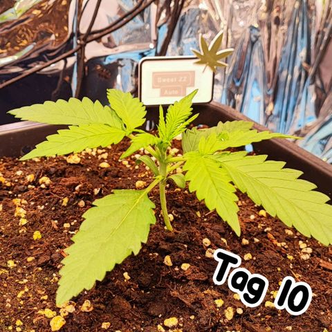 Sweet ZZ growlog timeline photo