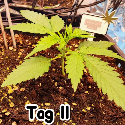 Sweet ZZ growlog timeline photo