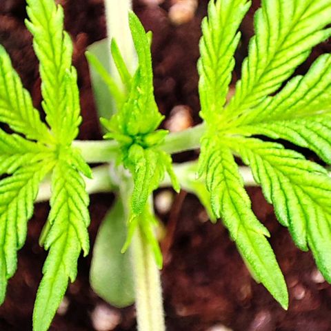 Sweet ZZ growlog timeline photo