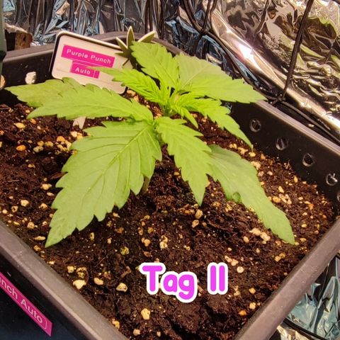Purple Punch Auto  growlog timeline photo
