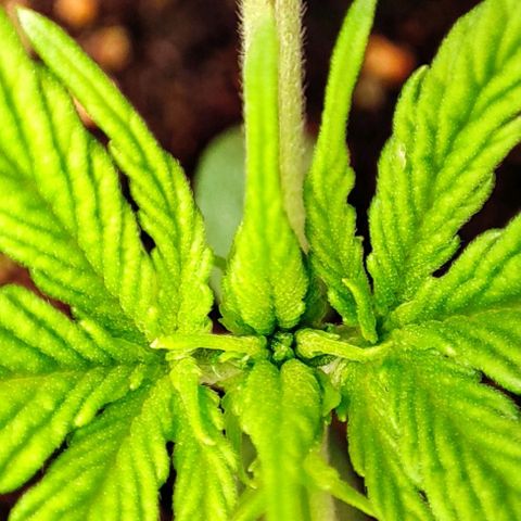 Purple Punch Auto  growlog timeline photo