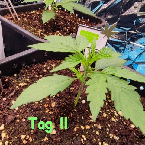 Apple Fritter growlog timeline photo