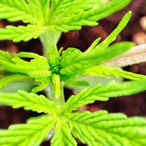 Apple Fritter growlog timeline photo