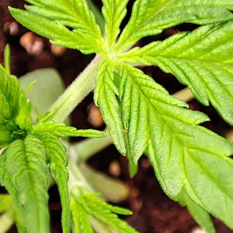 Sweet ZZ growlog timeline photo