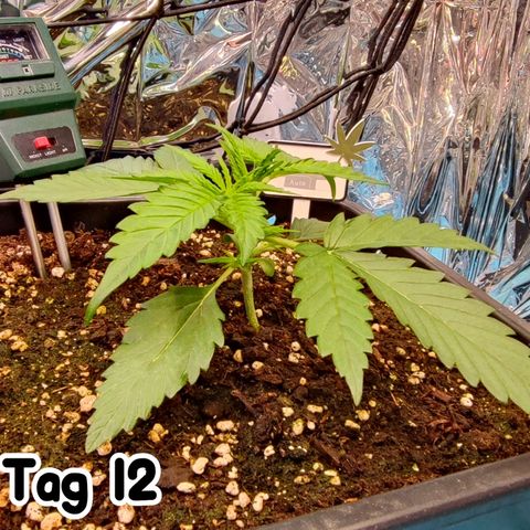 Sweet ZZ growlog timeline photo