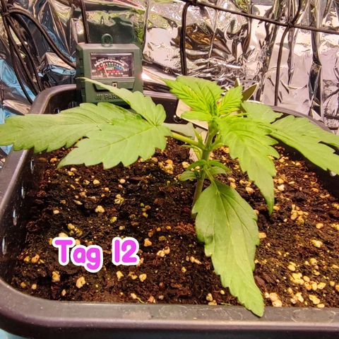 Purple Punch Auto  growlog timeline photo