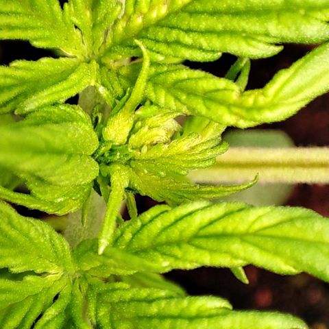 Purple Punch Auto  growlog timeline photo